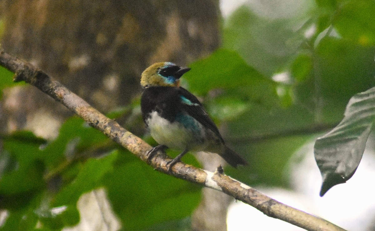 Golden-hooded Tanager - ML624007602