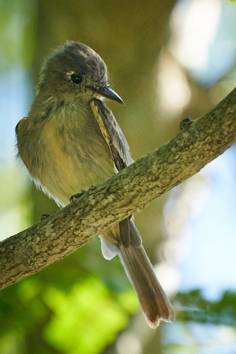 Eastern Wood-Pewee - ML624007604