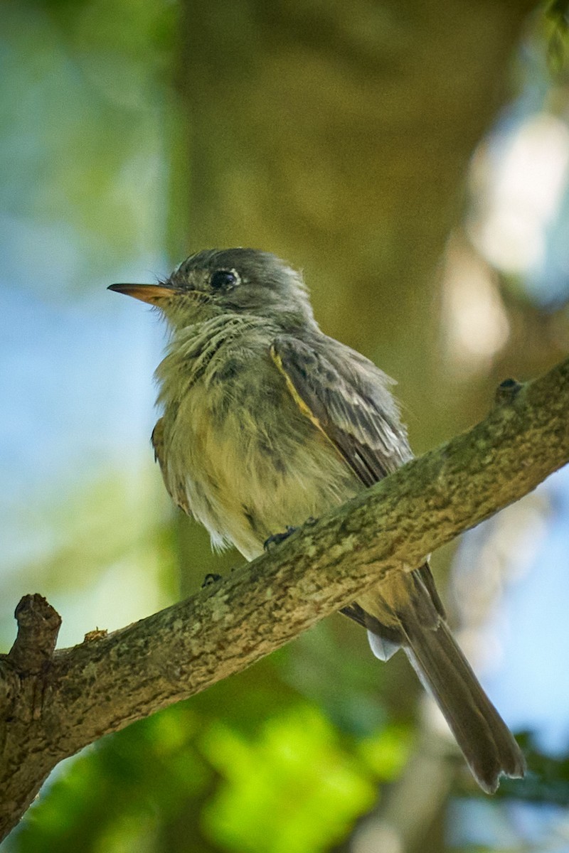 Eastern Wood-Pewee - Philip Cumming