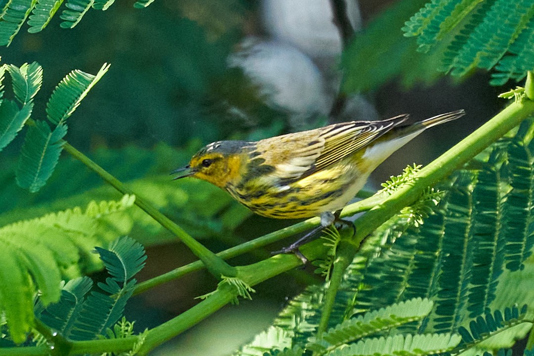 Cape May Warbler - ML624007624