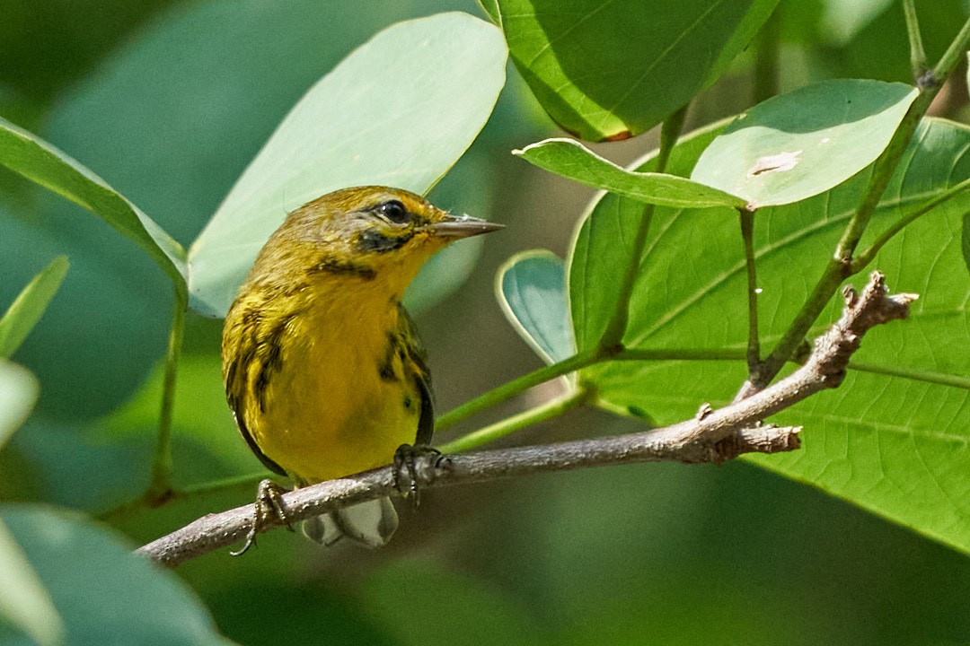 Prairie Warbler - ML624007637