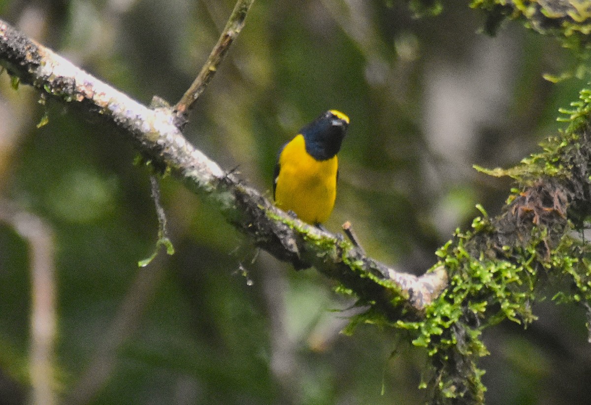 Spot-crowned Euphonia - ML624007639