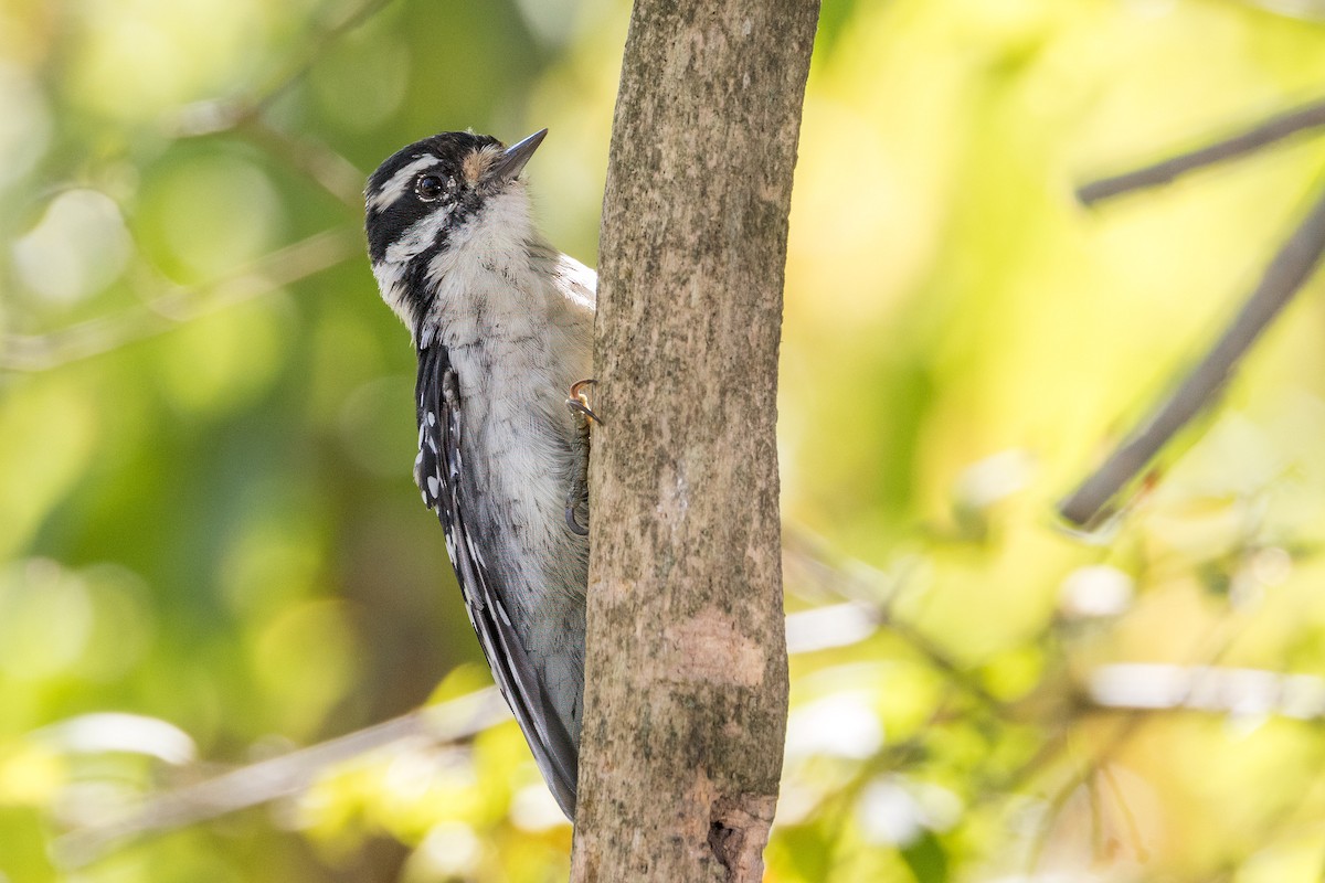 Downy Woodpecker - Ric mcarthur