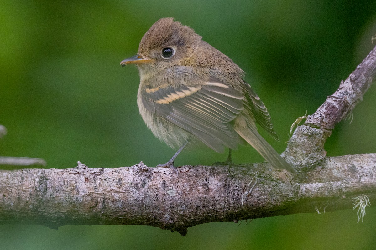 Western Flycatcher (Pacific-slope) - Karen Kreiger