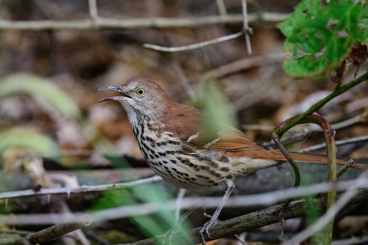 Brown Thrasher - ML624007650