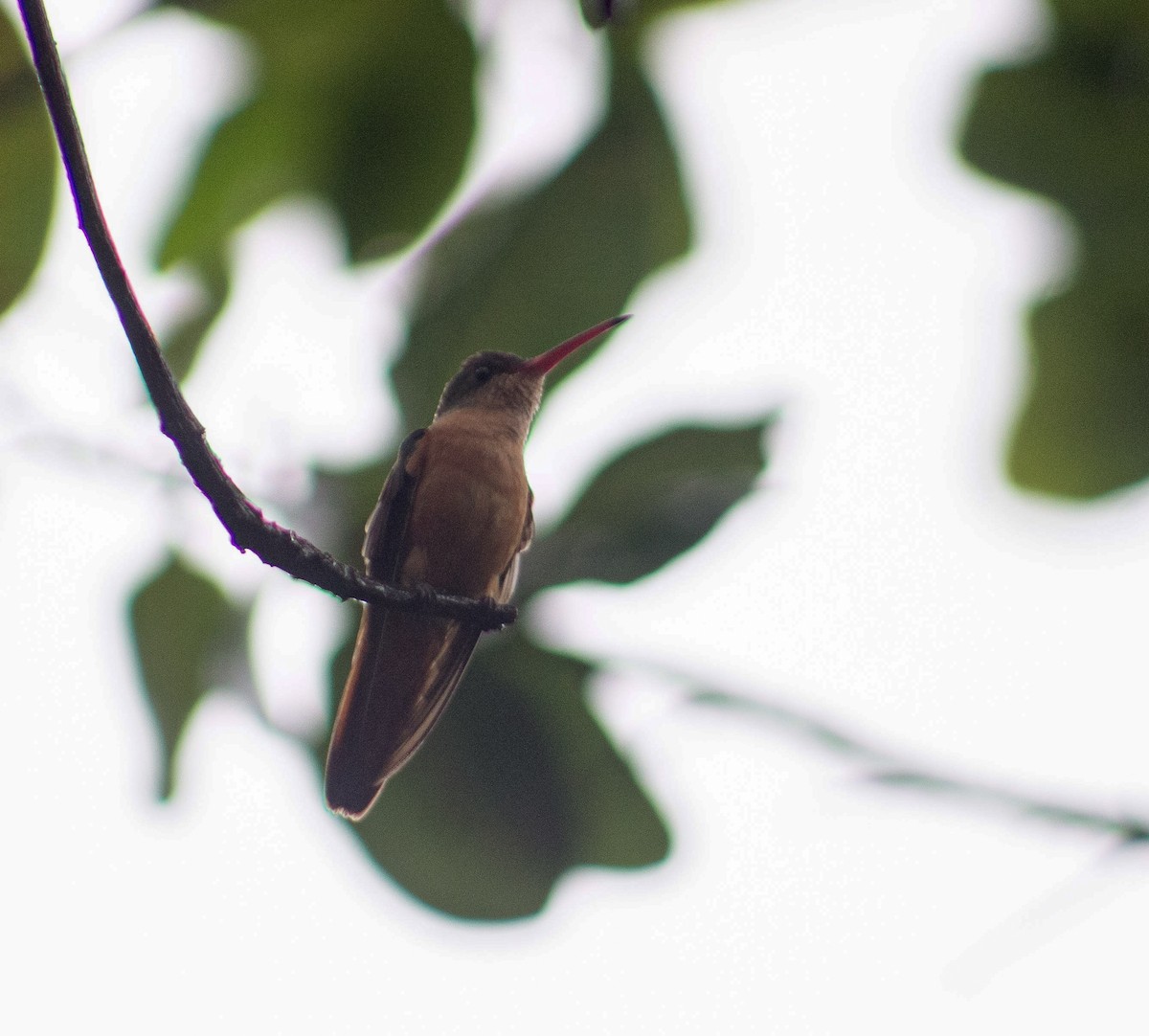 Cinnamon Hummingbird - Adalberto Gonzalez