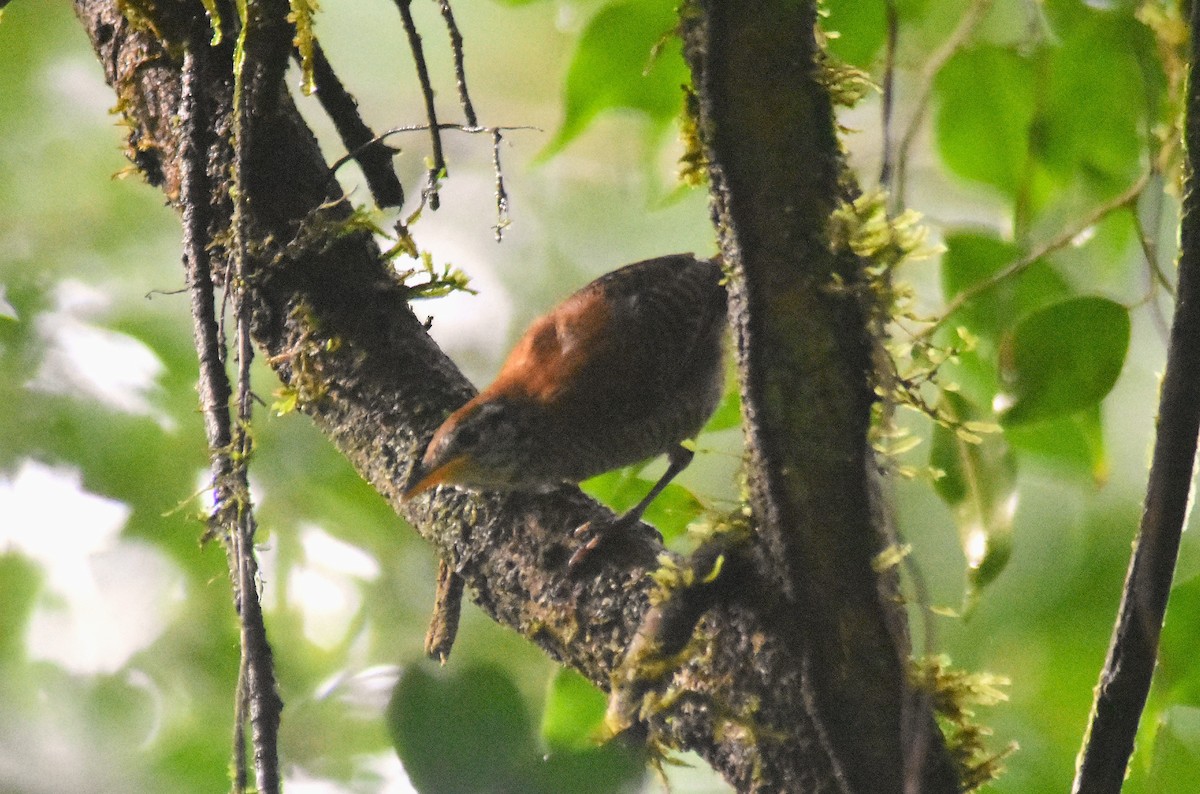 Riverside Wren - Rodolfo Dodero