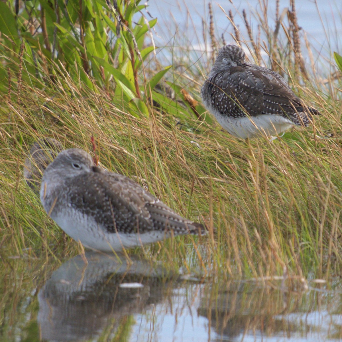 Greater Yellowlegs - ML624007676