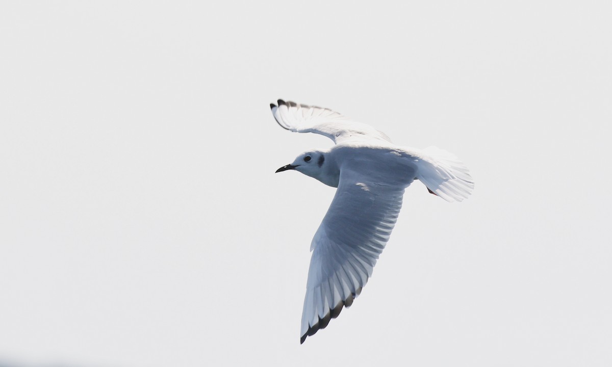 Bonaparte's Gull - ML624007691