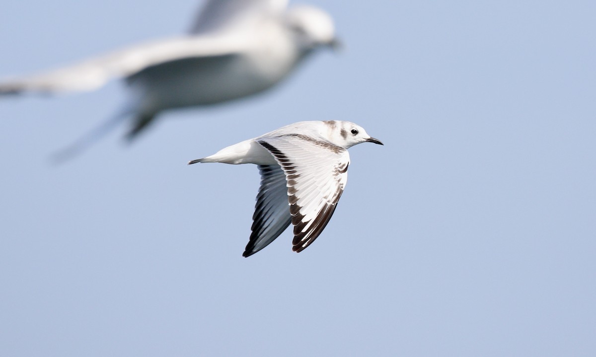 Bonaparte's Gull - ML624007693