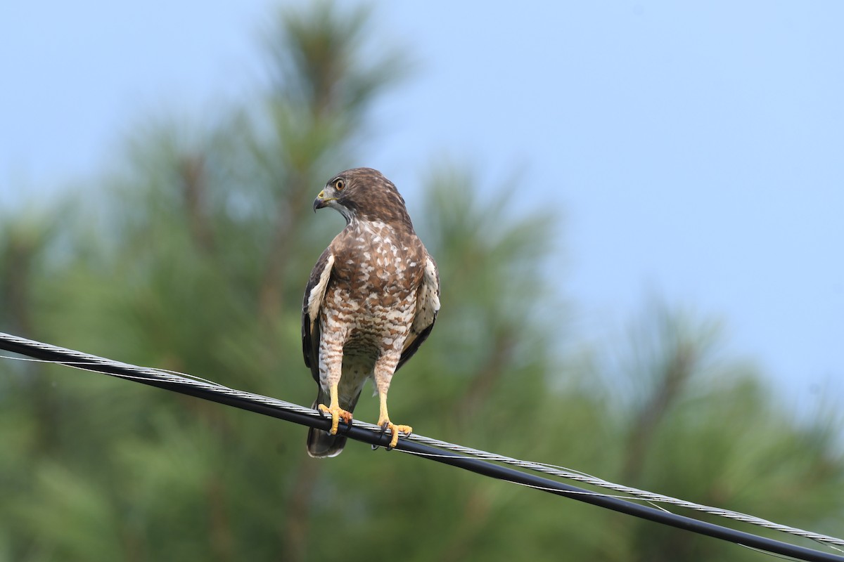 Breitflügelbussard - ML624007702