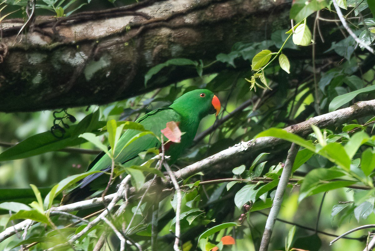 Moluccan Eclectus - ML624007710
