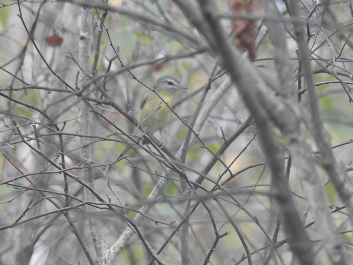 Philadelphia Vireo - ML624007744