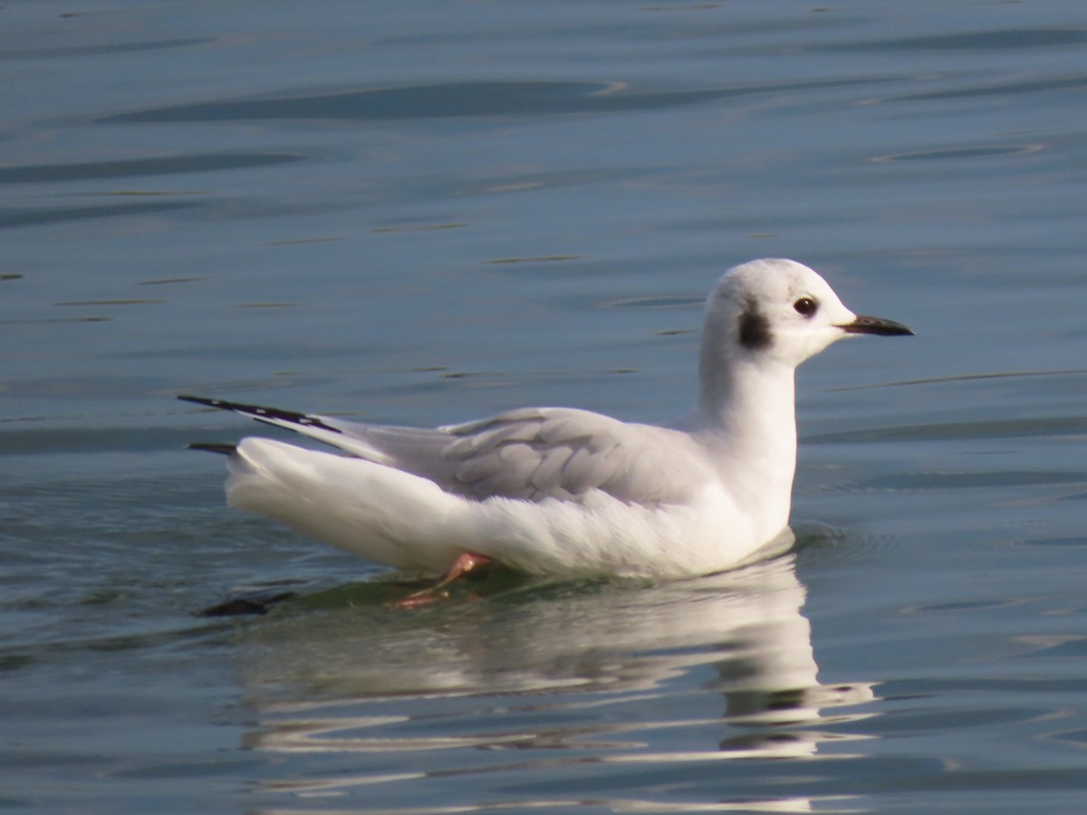 Bonaparte's Gull - ML624007747