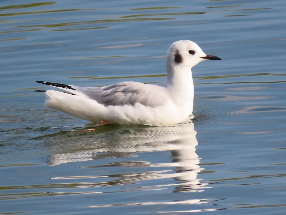 Bonaparte's Gull - ML624007748