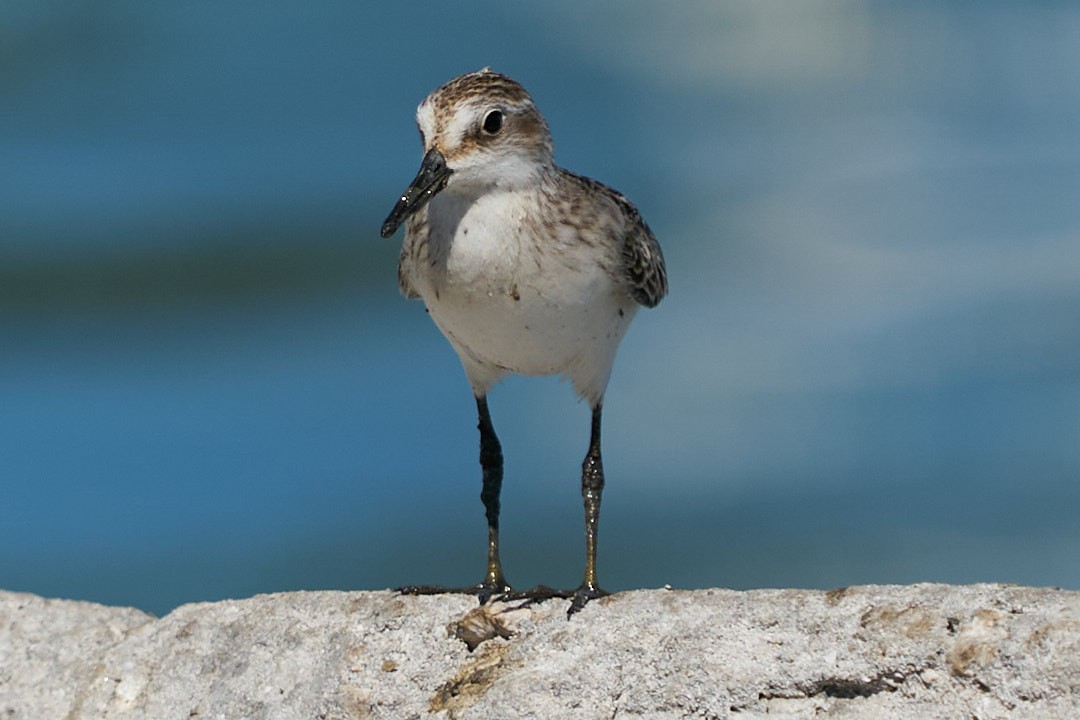 Least Sandpiper - ML624007777