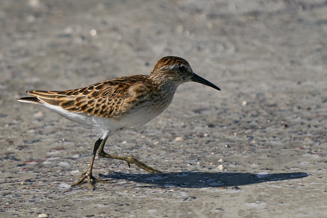 Least Sandpiper - ML624007778