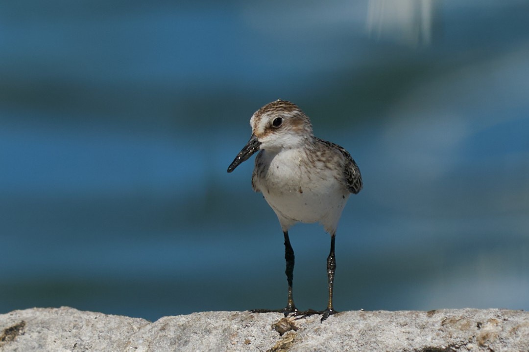 Least Sandpiper - ML624007779