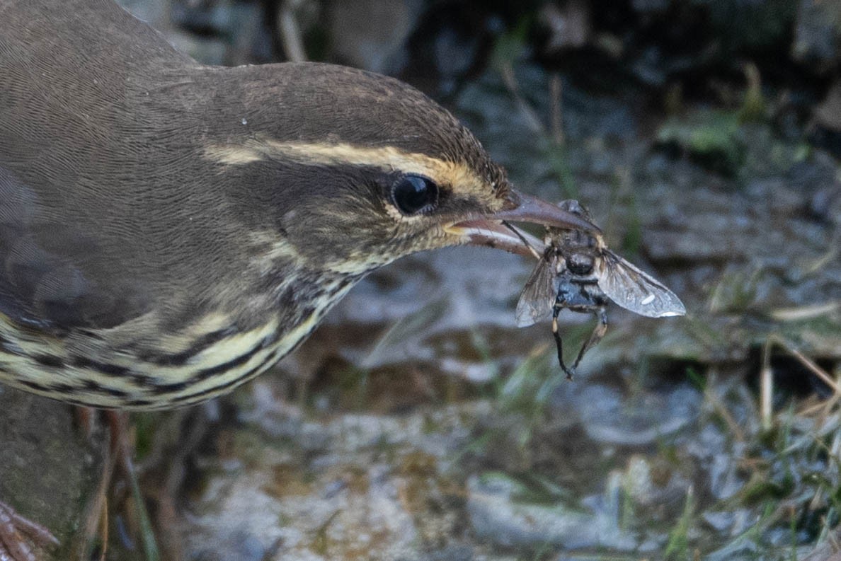 Drosselwaldsänger - ML624007781