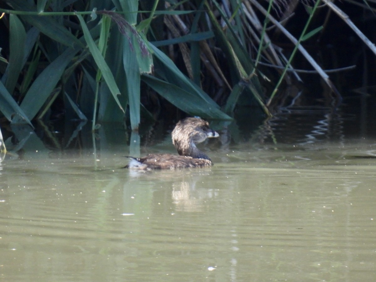 Pied-billed Grebe - ML624007786