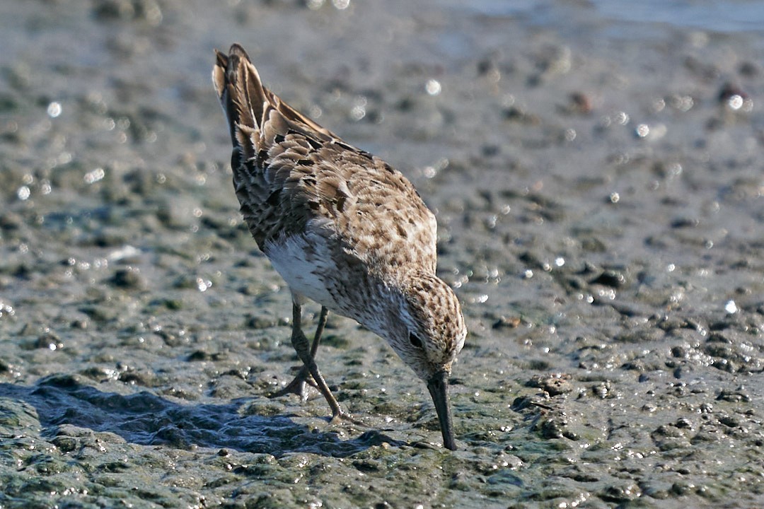 Semipalmated Sandpiper - ML624007787