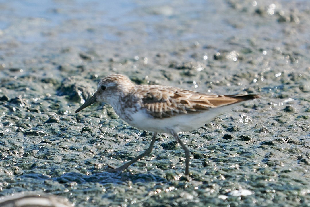Semipalmated Sandpiper - Philip Cumming