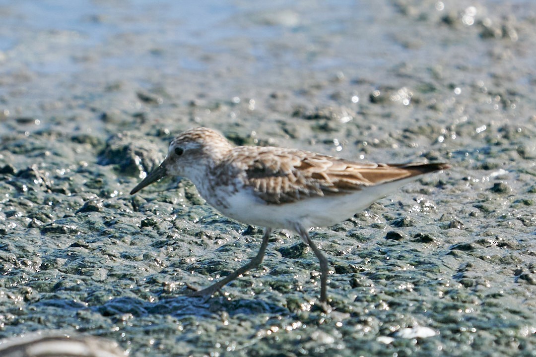 Semipalmated Sandpiper - ML624007788