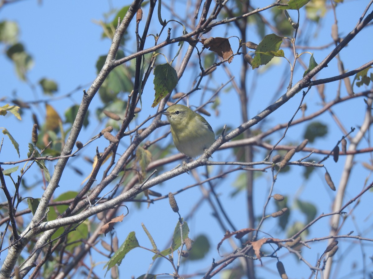 Tennessee Warbler - ML624007801