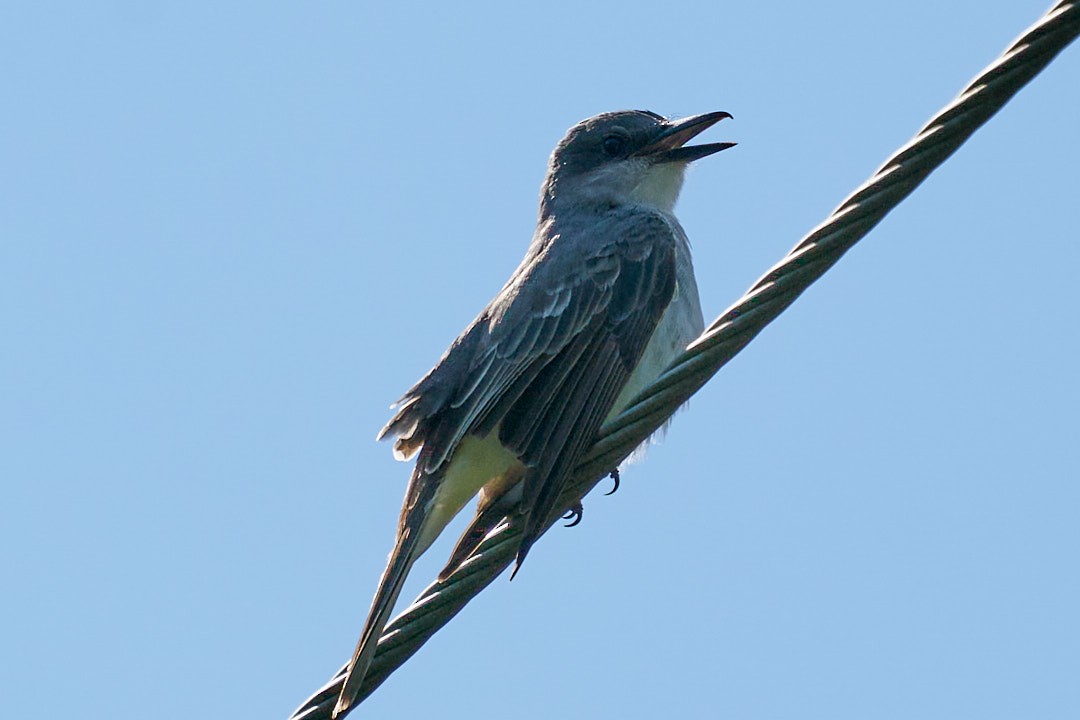 Gray Kingbird - ML624007802