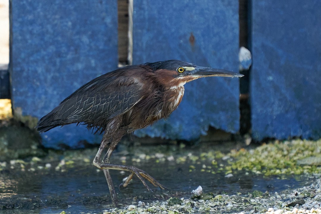 Green Heron - ML624007813