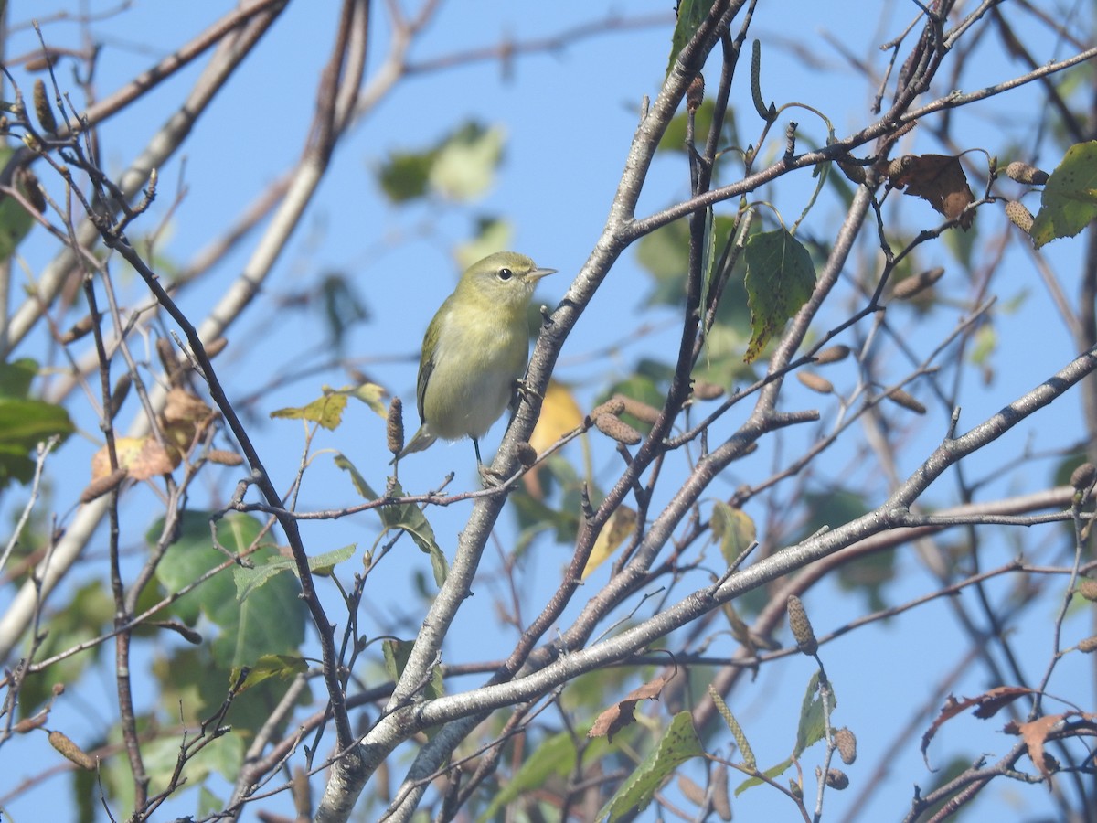 Tennessee Warbler - ML624007814