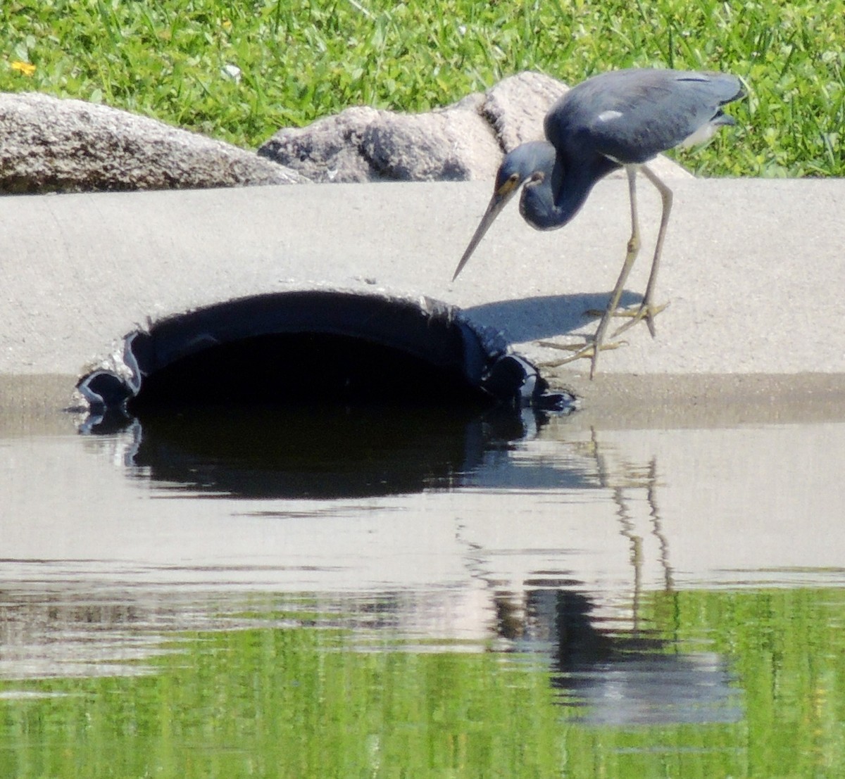 Tricolored Heron - Carla Morris