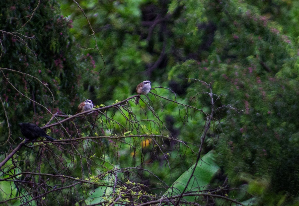 Stripe-headed Sparrow - ML624007827