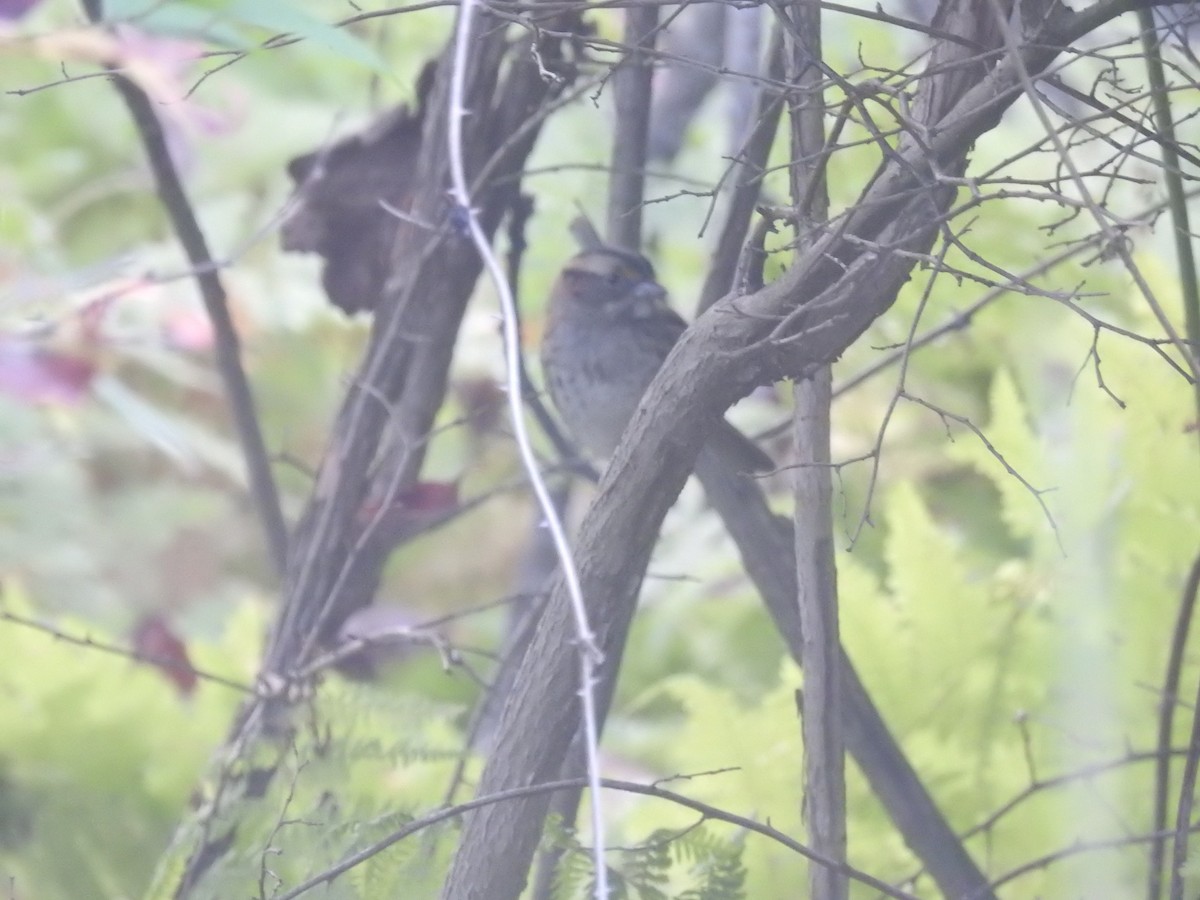 White-throated Sparrow - Adam  Miller