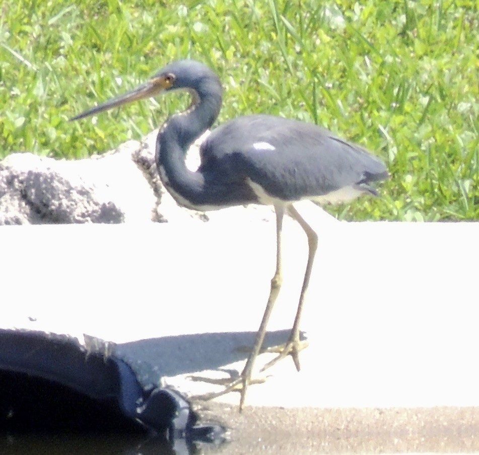 Tricolored Heron - ML624007837