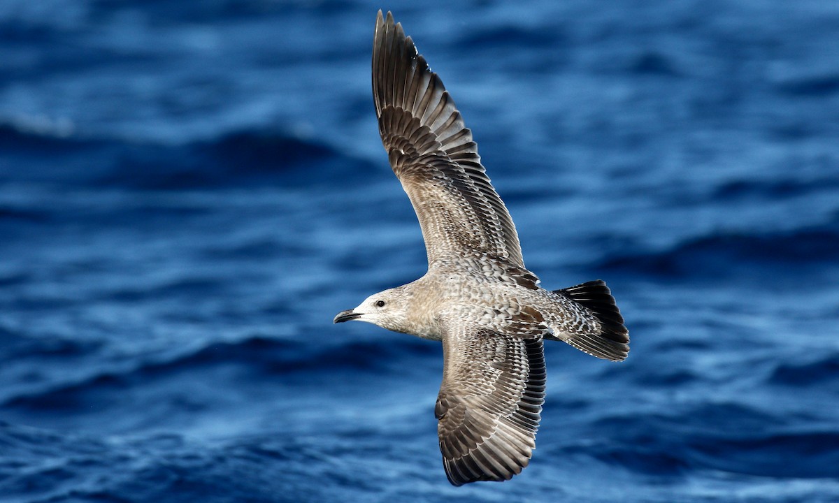 Herring Gull (American) - ML624007842