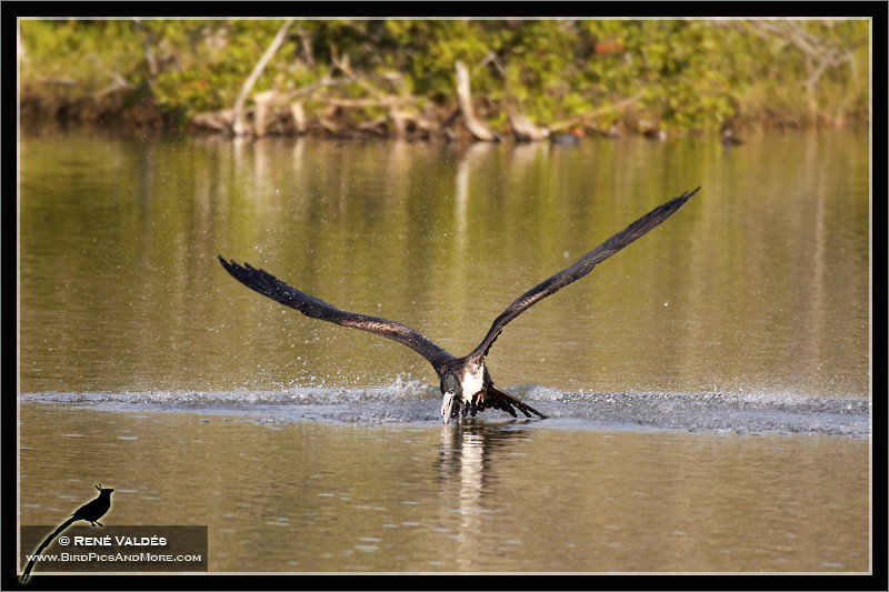 Magnificent Frigatebird - ML624007844