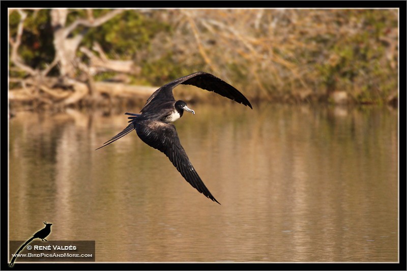 Magnificent Frigatebird - ML624007846