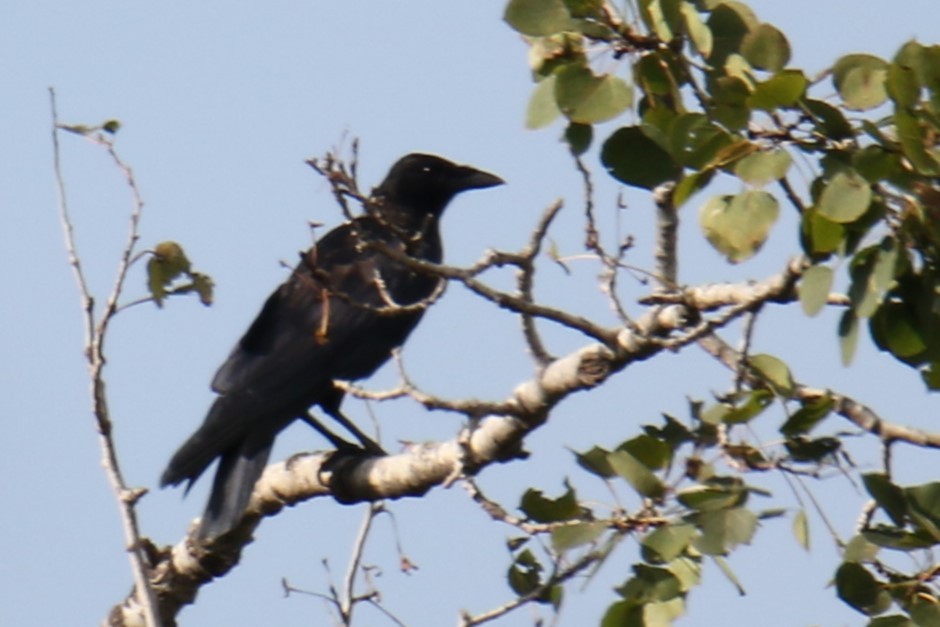 American Crow - ML624007859