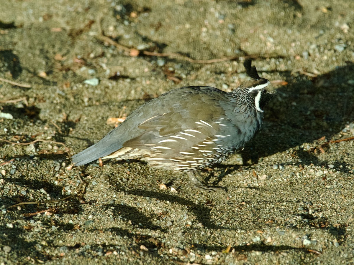 California Quail - ML624007865