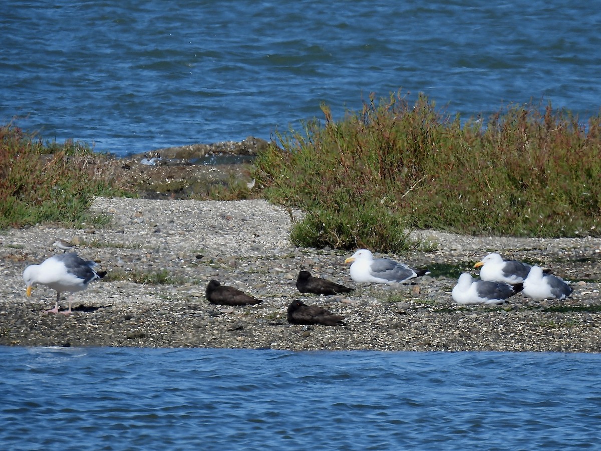 Western Gull - ML624007867