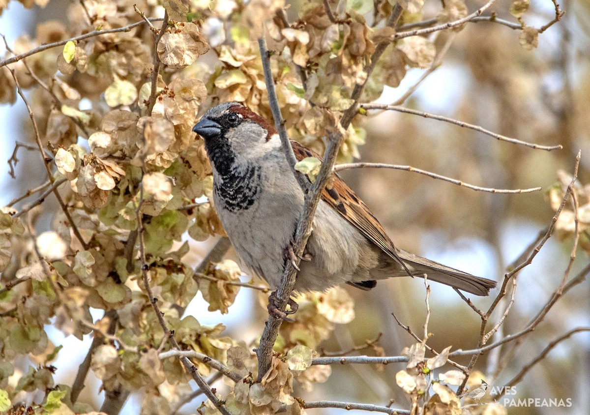 House Sparrow - ML624007878