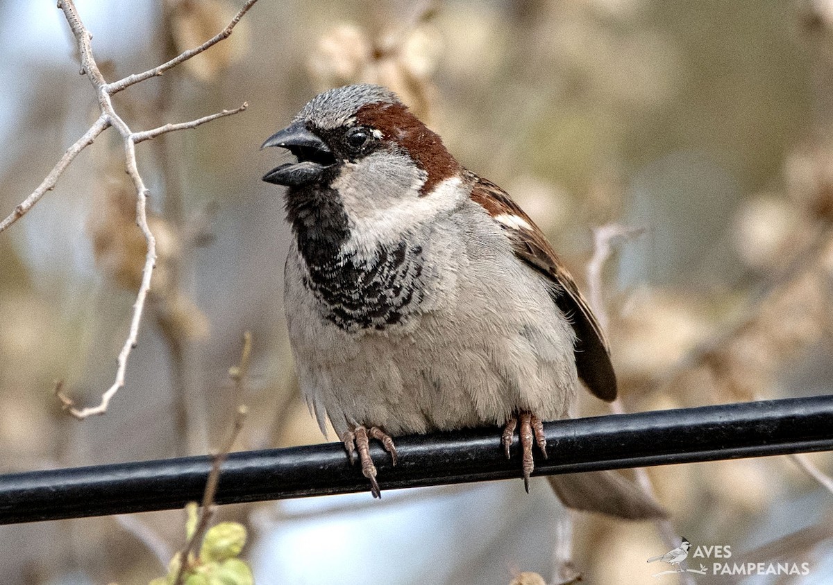 House Sparrow - ML624007885