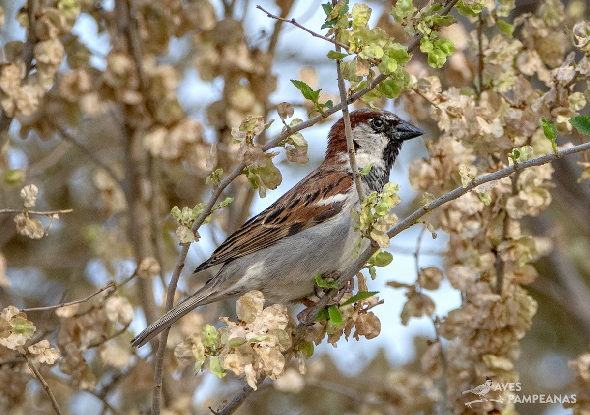 House Sparrow - ML624007894