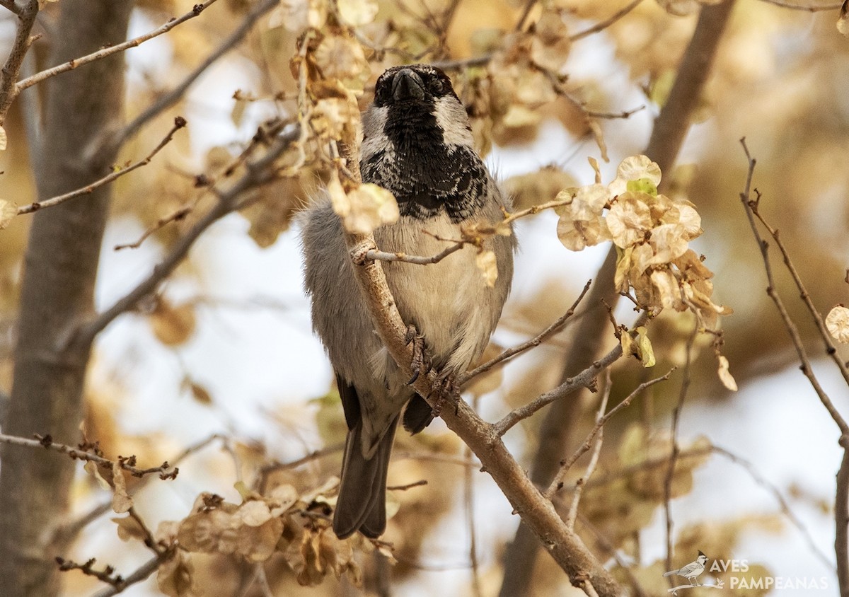 House Sparrow - ML624007906