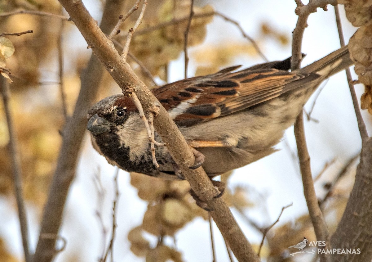 House Sparrow - ML624007917