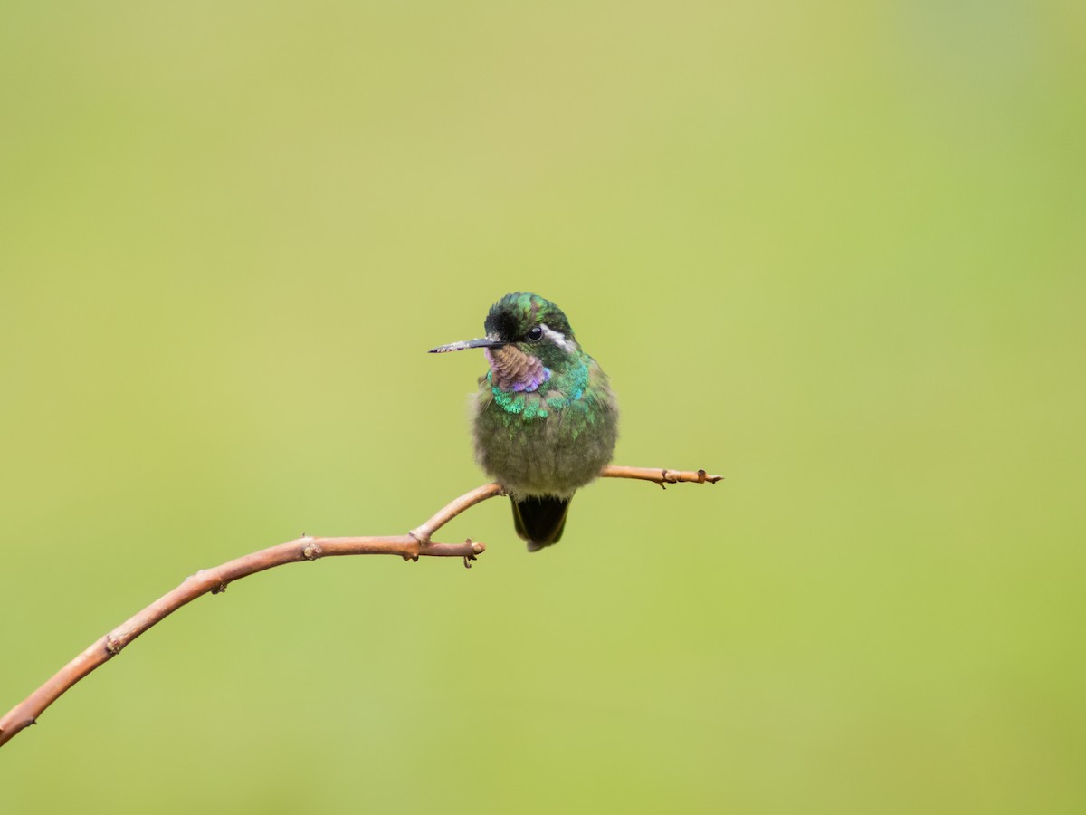 Purple-throated Mountain-gem - ML624007918