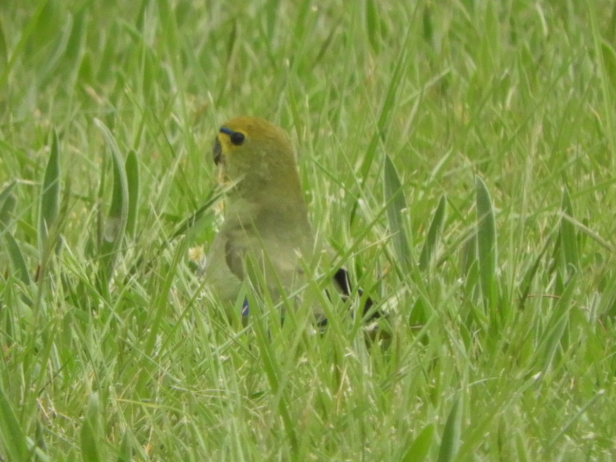 Blue-winged Parrot - ML624007919