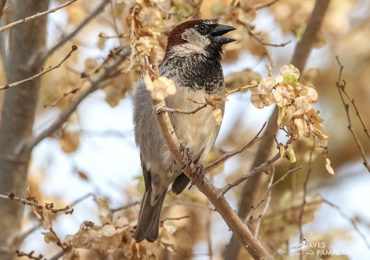 House Sparrow - ML624007927