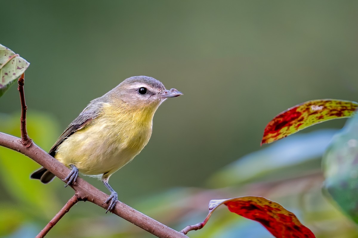 Philadelphia Vireo - mark kraus